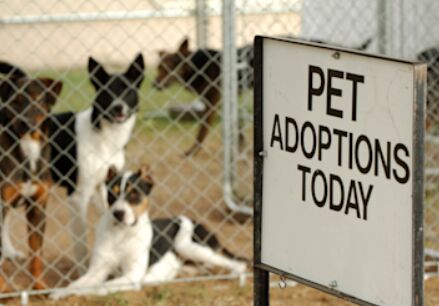 Packing for your dog